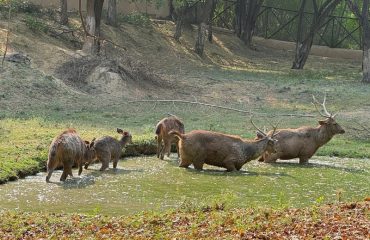 Pipli Zoo Photo 10