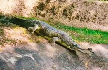 Pipli Zoo Photo 4