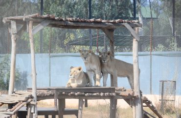 Rohtak Zoo Photo 8