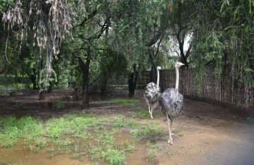 Rohtak Zoo Photo 6