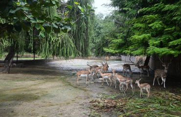 Rohtak Zoo Photo 5