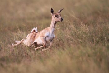 Deer