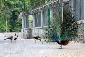 Beautiful Peacocks at Raj Bhavan, Mumbai