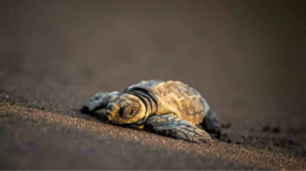 turtle