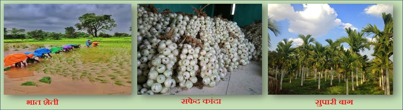 Major Crops of Raigad District