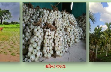 रायगड जिल्हयातील प्रमुख पिके