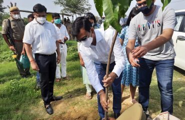 Tree plantation at Ganga Bridge Road and Mohammadabad Village Society Bhita, Kalakankar Range, Pratapgarh