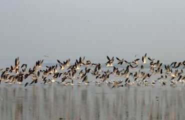 प्रवासी पक्षियों द्वारा गंगा तट पर विचरण