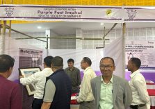 purple fest;?>