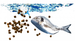 Fish Feed & Culture