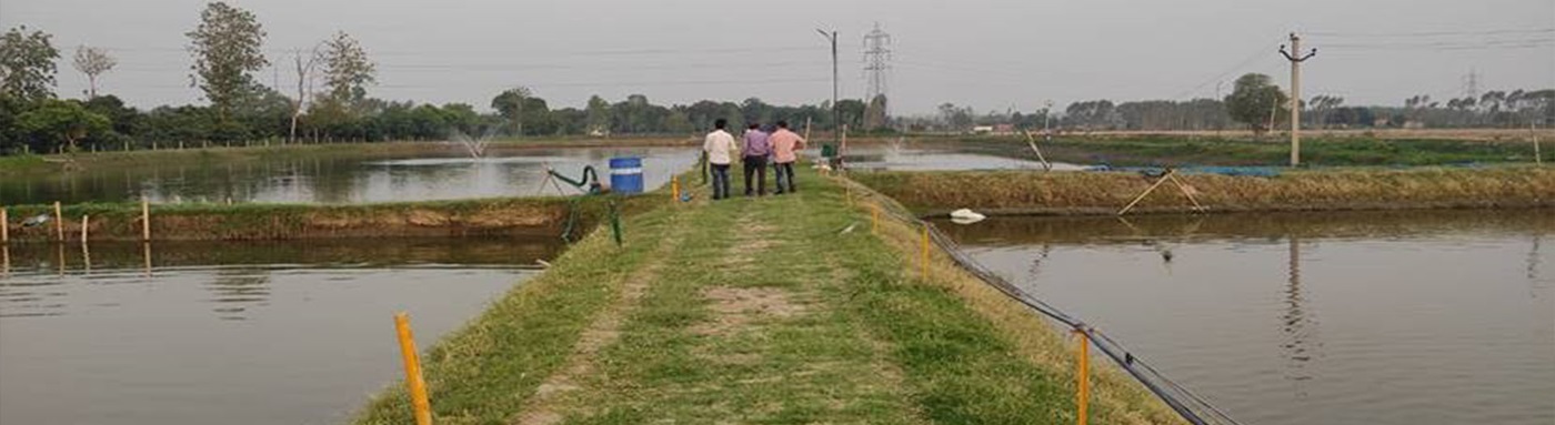 Department of Fisheries