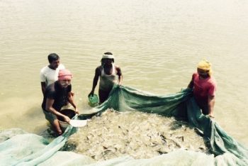 Department of Fisheries