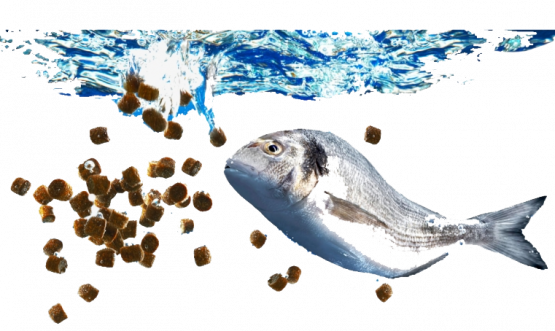 Fish Feed & Culture