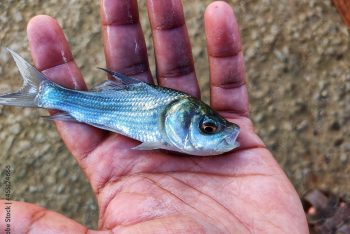 Department of Fisheries