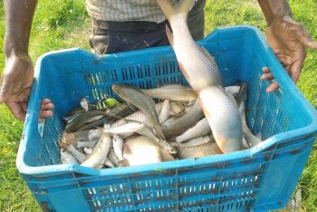 Department of Fisheries
