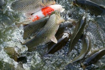Fish Rearing