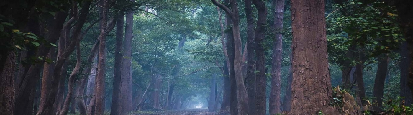 Katrnia Forest