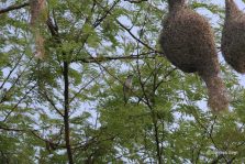 Suhaildev Bird Sanctuary;?>