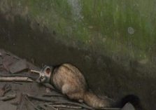 Katarniaghat Animals;?>
