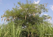 Suhaildev Bird Sanctuary;?>