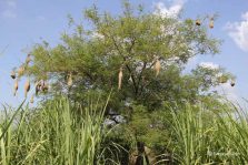 Suhaildev Bird Sanctuary;?>