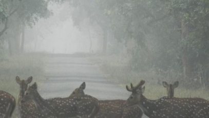 कतर्नियाघाट