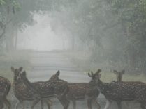 कतर्नियाघाट;?>