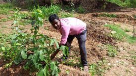 Student harvests the vegetable in the garden