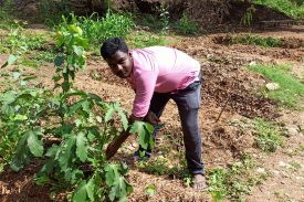 Student harvests the vegetable in the garden