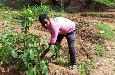 Student harvests the vegetable in the garden