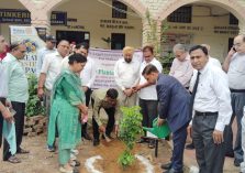 Mega Tree Plantation
