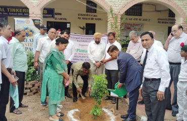 Mega Tree Plantation