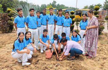 Mega Tree Plantation