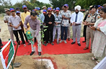 Mega Tree Plantation