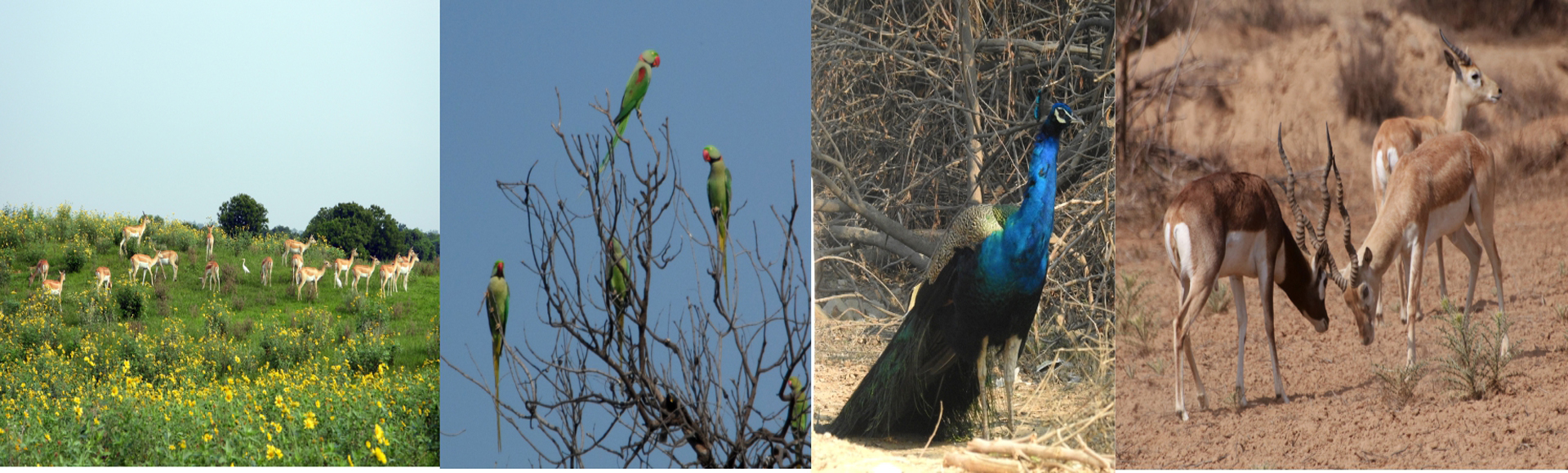 fatehabad wildlife sanctuary