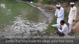 Kajal Heri Village Pond 2