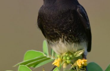 Wildlife - 4