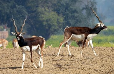 Wildlife - 9