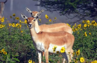 Wildlife - 17