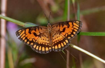 Wildlife - 16