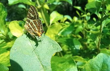 Wildlife - 3