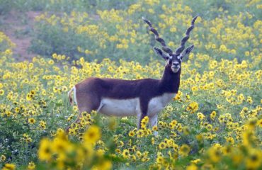 Wildlife - 8