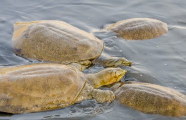 Wildlife - 2