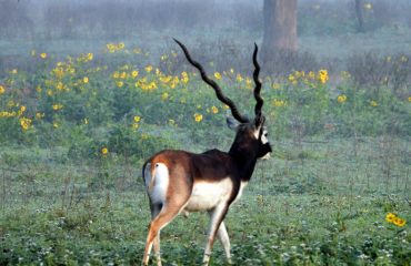 Wildlife - 14