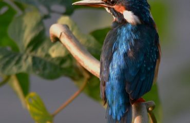 Wildlife - 20