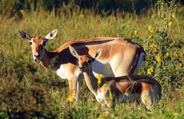 Wildlife - 10