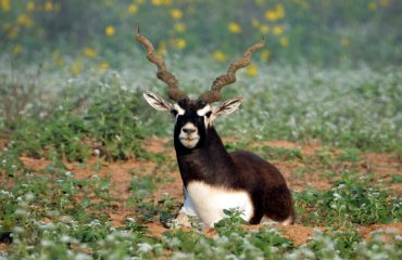 Wildlife - 19