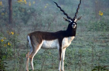 Wildlife - 18
