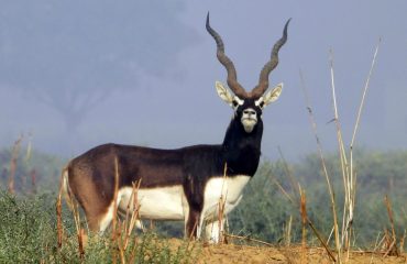 Wildlife - 7