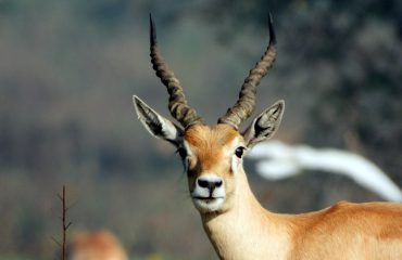 Wildlife - 6